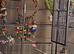 Indian ringneck parrot