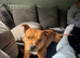 Red Staffy for loveing home