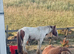 8 year old Ride and drive stallion