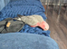 Gorgeous galah cockatoo