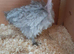 4 Necked neck bantam chickens