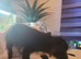 Charlie puppies