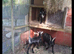Pygmy Nanny goat and 2 babies