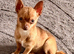 Kennel Club Pedigree Girl Chihuahua