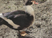 2 beautiful Muscovy ducks,