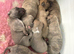 Beautiful blue/fawn brindle pups for sale
