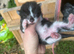 Kittens for sale