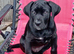 Female came Corso for sale