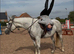 Princess 16.2hh Irish draft mare