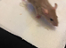 5 females  6-7 weeks old