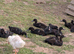 Ducklings
