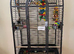 Fully tame and talking ring neck parrotsale