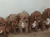 Cavapoo puppys ready to go