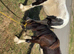 2 year old colt