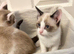 RAGDOLL X KITTEN