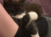Long haired kitten with everything you need