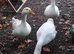 Embden geese