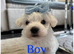 Pure breed Maltese puppies