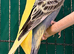 Two 9 week old baby budgies available