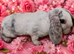 Mini plush lop x mini rex. 2 baby girls ready june 18th
