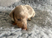 Miniature Dashound puppy’s