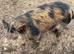 Intact Kune Kune/Juliana boar
