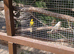 Harlequin and fife canaries