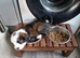 1 beautiful girl tibetan terrier puppies