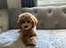 Gorgeous cavapoo female