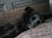 Border collie cross