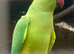 Green Indian ring neck hen