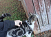 Female cat