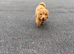 5 month old cockapoo girl for sale