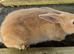 Mini lop cross Rex bunnies