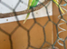 Lovely budgies make and female