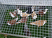 Galatz rollers