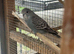 Tamed young Budgies