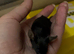 Baby male fancy mice for sale