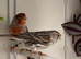 Canaries breeding pair.