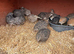Coturnix quail chicks