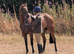 Quality thoroughbred mare for retraining