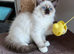 RAGDOLLS GIRLS SEAL POINT BICOLOUR BLUE EYES
