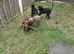 Presa pups ready for their forever home