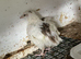 Beautiful white jumbo quail