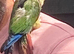 Green cheek conure