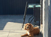 REHOME male cocker spaniel Benji