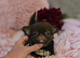 Xx Quality chihuahua longcoat chocolate Xx