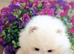 Quality Snow White Pomeranians