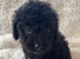 CAVAPOO PUPPiES