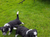 Beautiful cocker spaniel X border collie puppies for sale